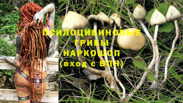 стаф Осинники